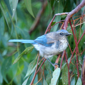 Western Scrub-Jay